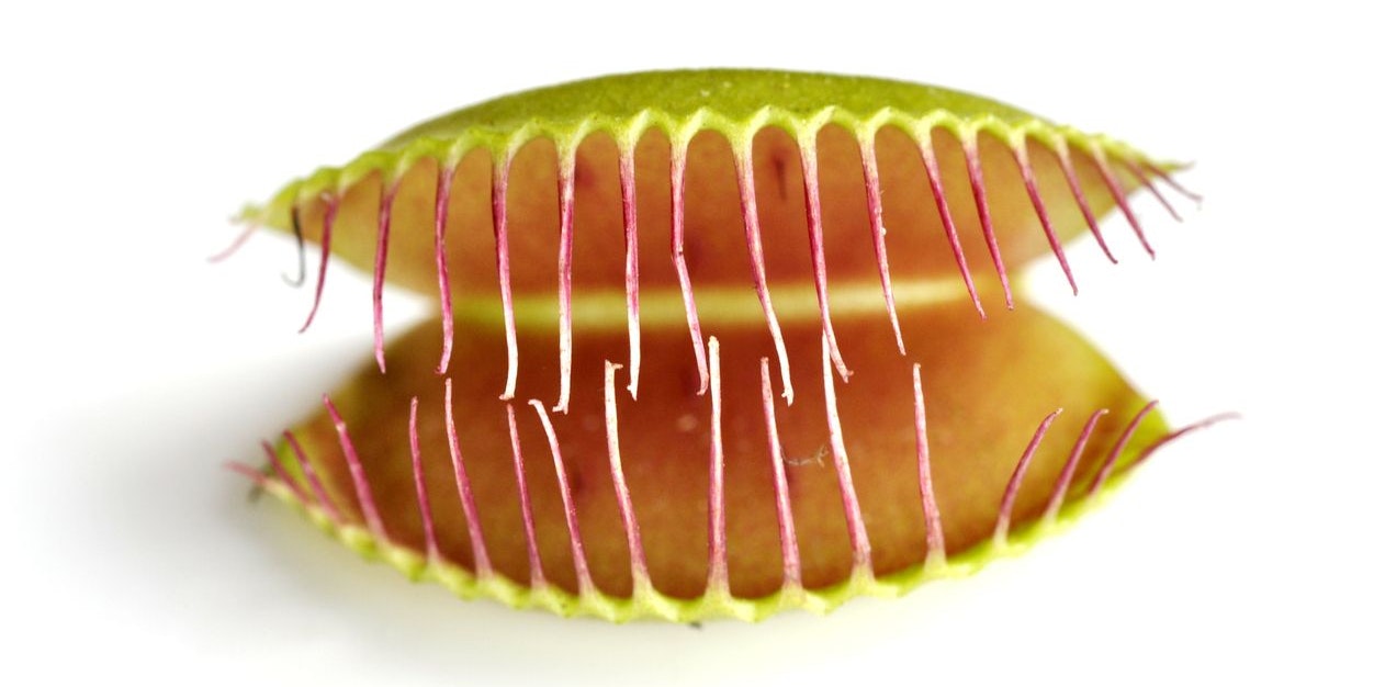 Closeup on the insect trapping structure of a Venus Flytrap plant