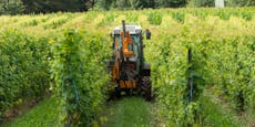 Mann geriet in Weingarten unter Traktor – tot
