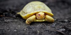 Weltweit einzigartig! Die erste Albino-Baby-Schildkröte