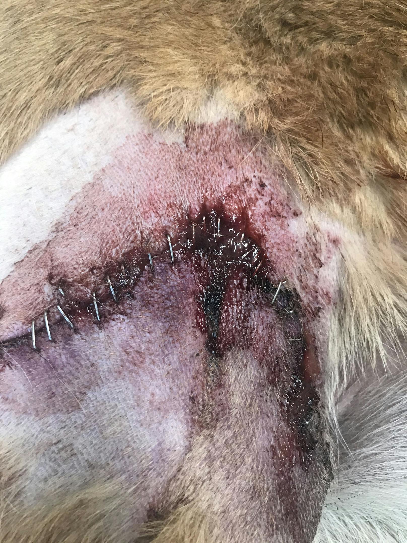 Der Hundehalter zeigte sich nach der Anzeige durch die RSPCA reuig und gibt zu, seinem belgischen Schäferhund "Luna" unnötiges Leid zugefügt zu haben.&nbsp; 