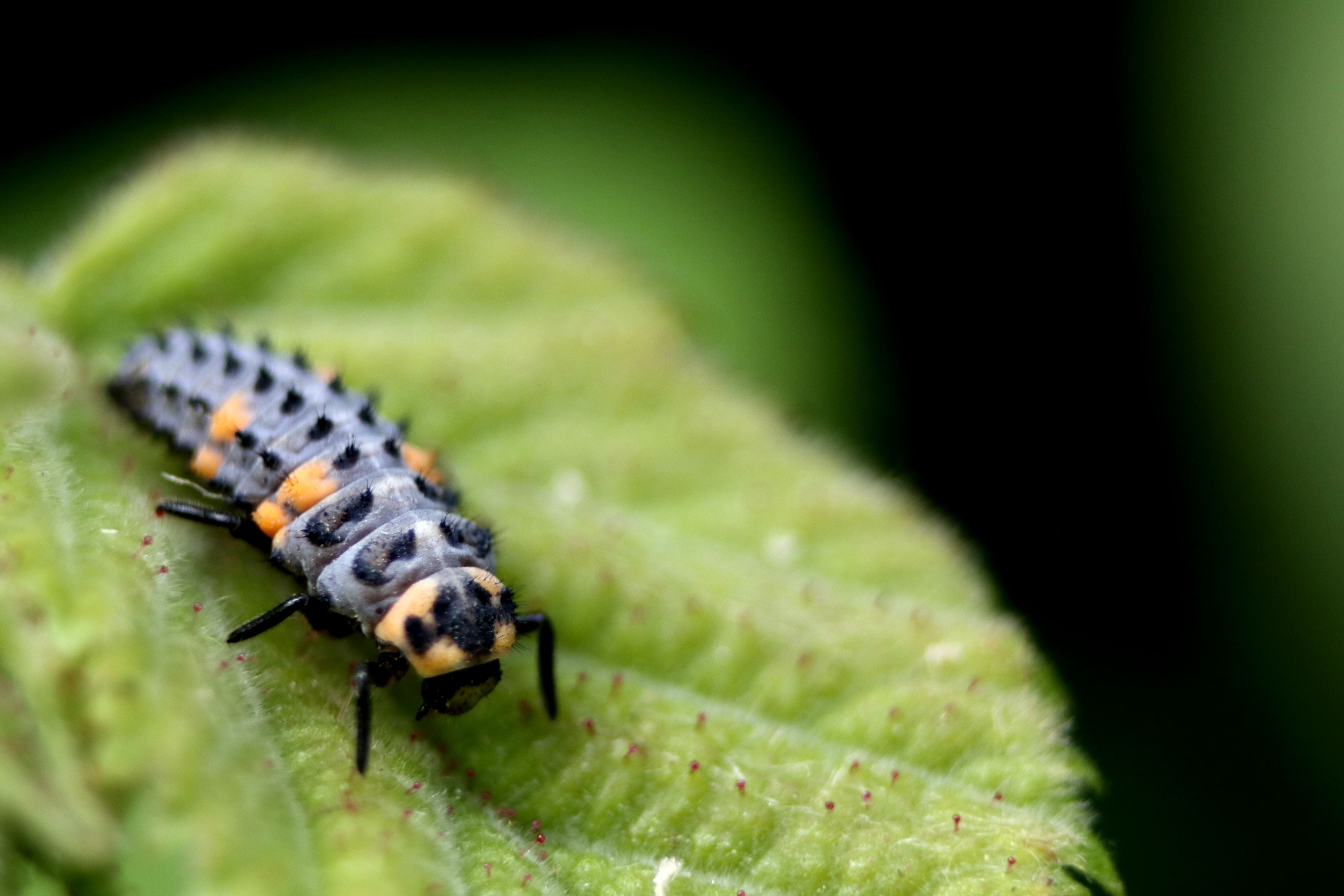 Achtung! Dieser kleine schwarz-orange Käfer beißt – Wildtiere