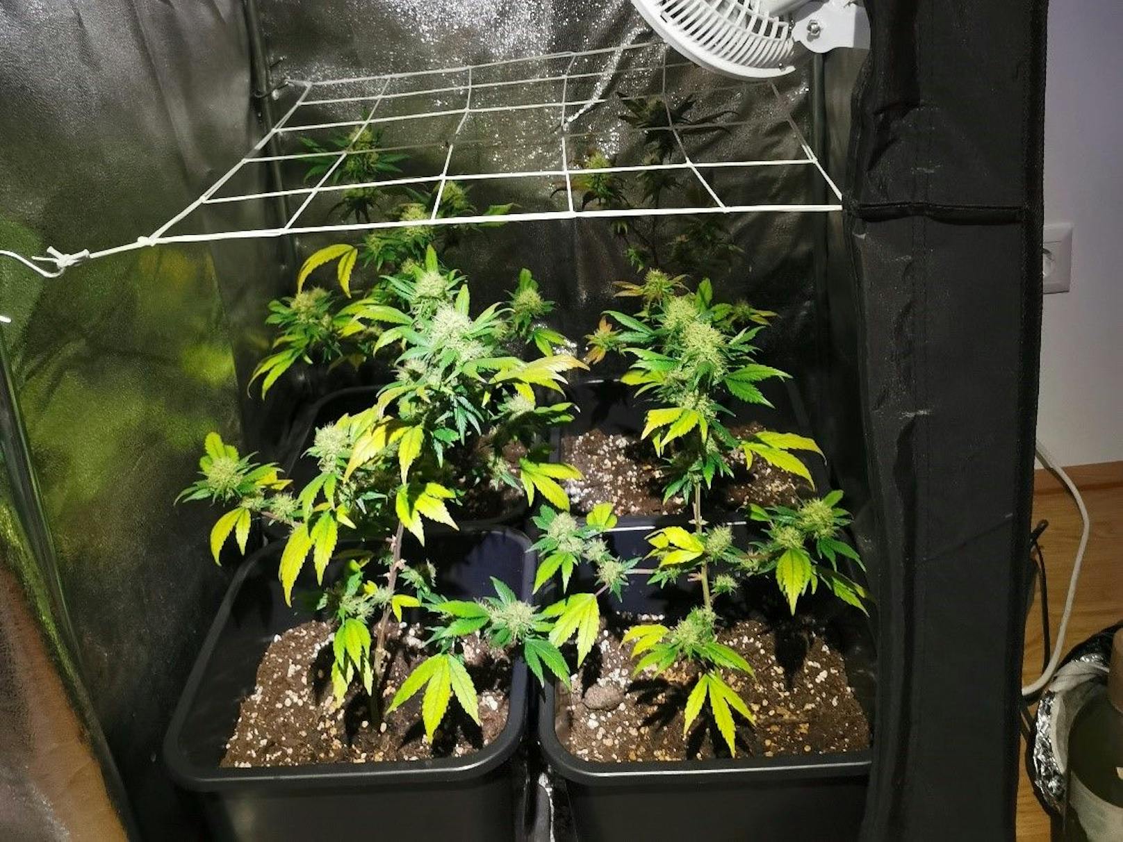 Cannabis-Pflanzen wurden neben der Tatwaffe von der Polizei sichergestellt.