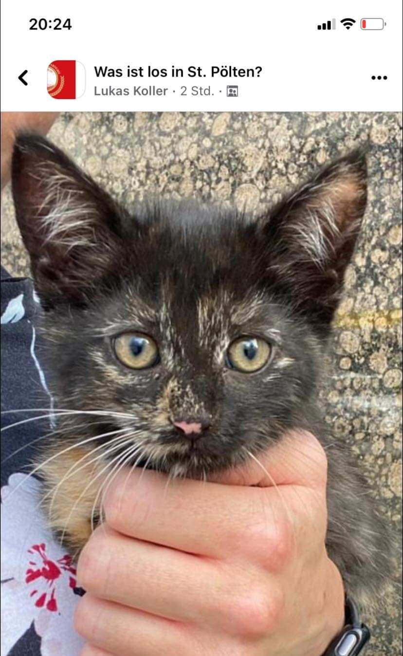 Diese kleine Katze wurde eiskalt abserviert.