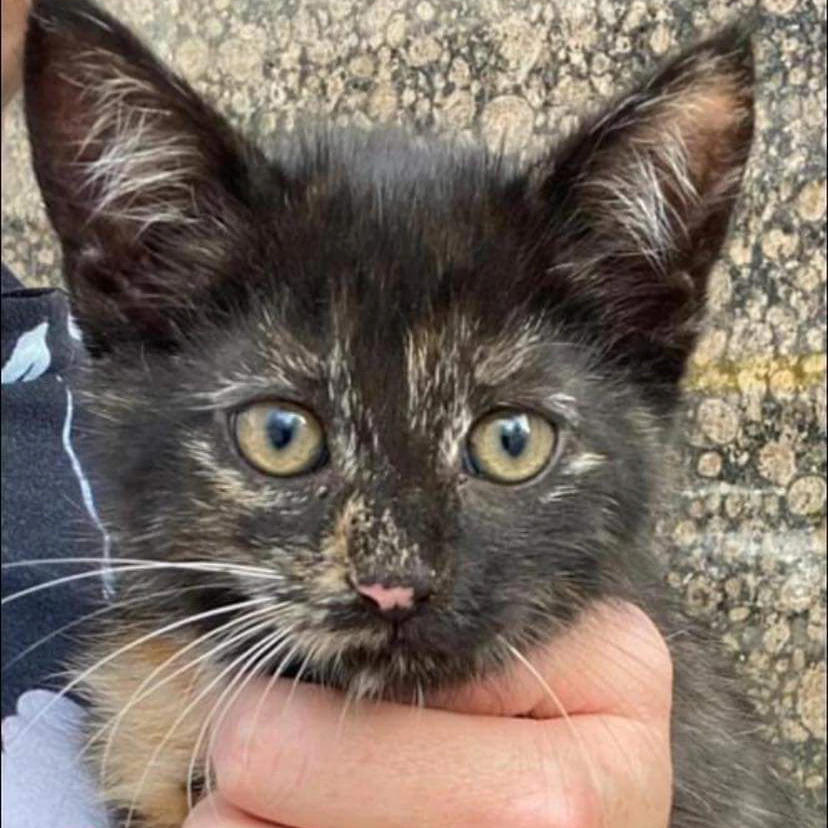 Diese kleine Katze wurde eiskalt abserviert.