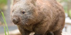 Aussie-Radiosender bietet Wombat gegen Mozartkugel