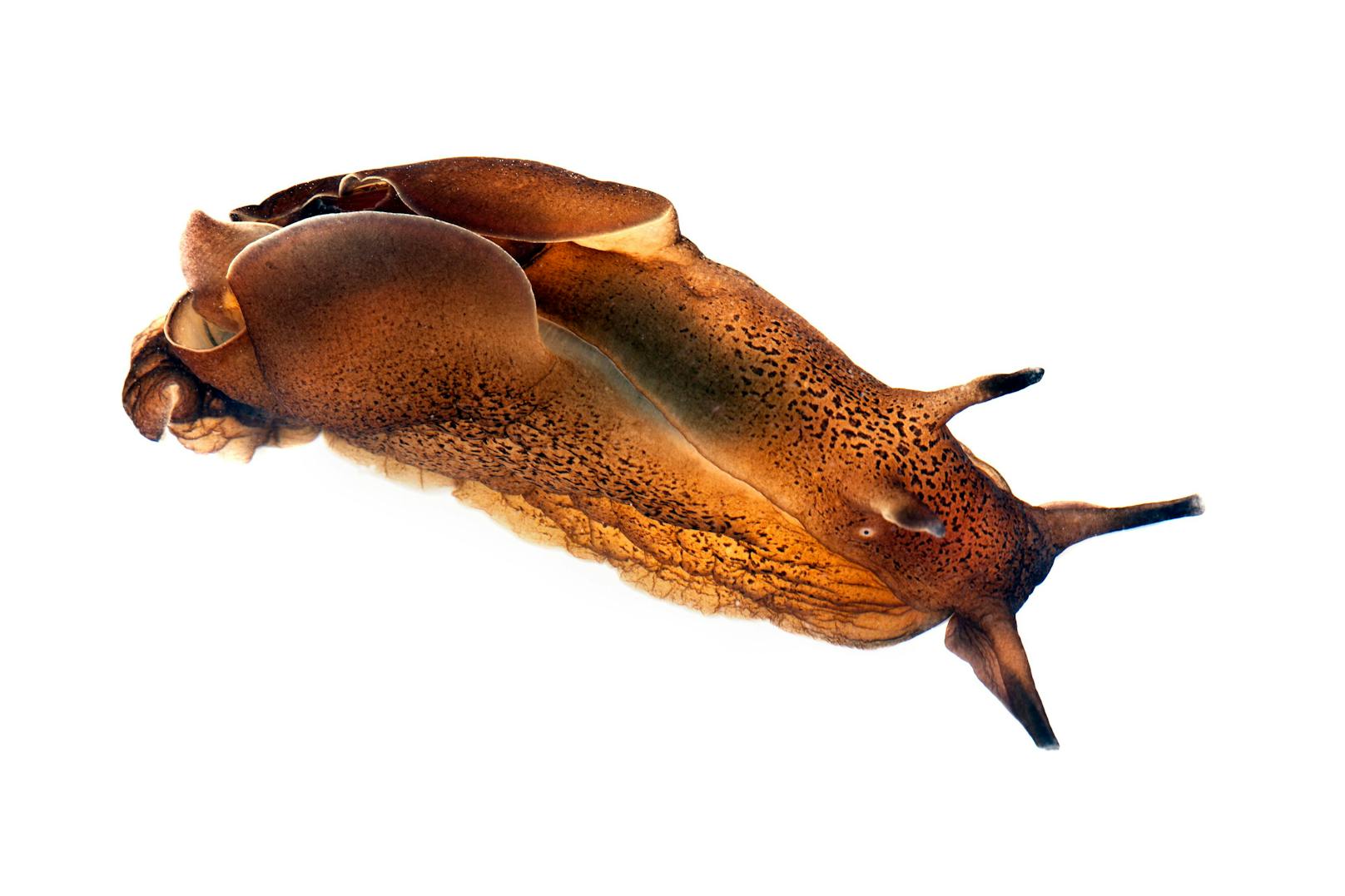 Unauffällig und meistens in den Farben der Umgebung schweben die "Gemeinen Seehasen" durch das Meer. 