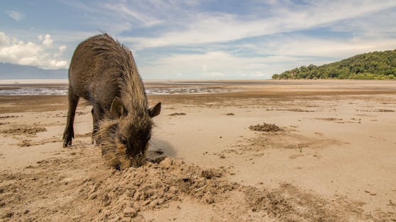 Ein Wildschwein hatte sich am Wochenende auf die Costa Blanca in Spanien verirrt und rannte durch die Badegäste. 