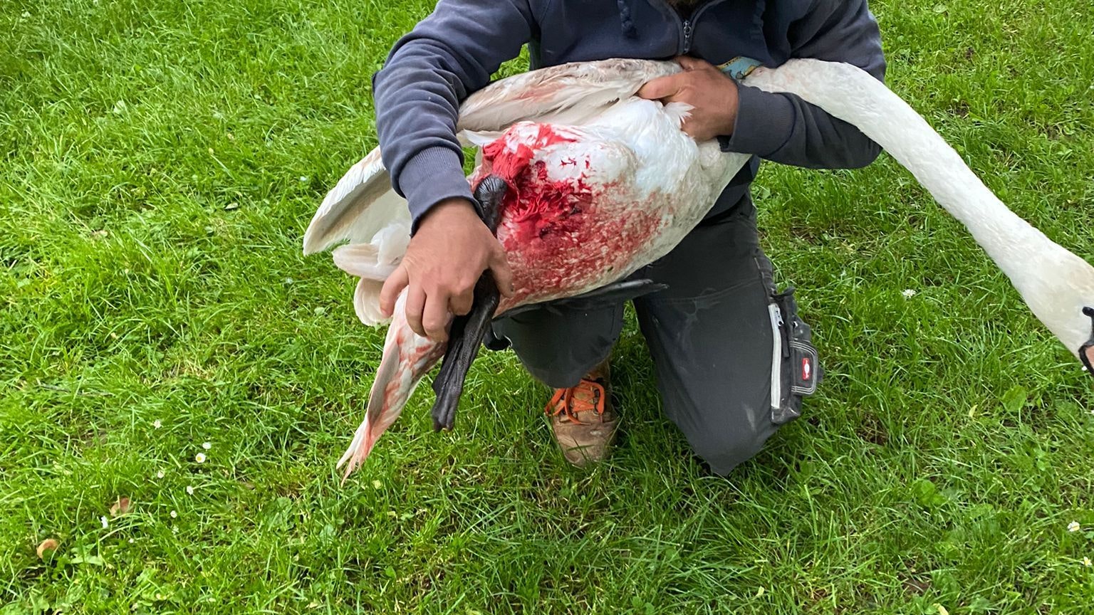 Heute.at - Blutüberströmt: Keiner wollte verletztem Schwan helfen