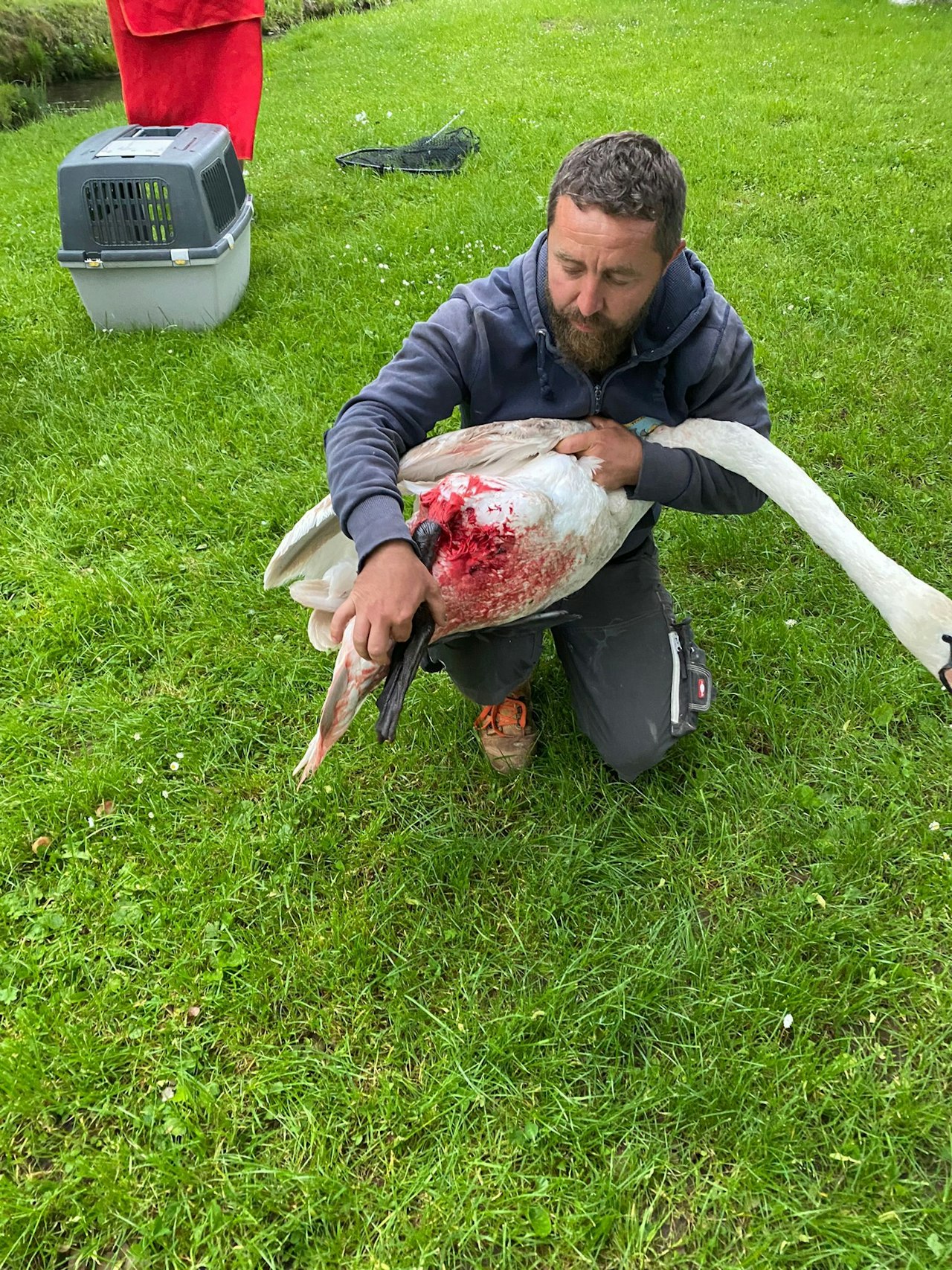 Heute.at - Blutüberströmt: Keiner wollte verletztem Schwan helfen