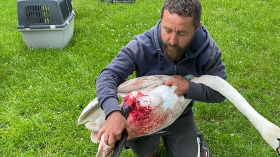 Eine Tierfreundin unternahm viele Versuche einen verletzten Schwan in Mondsee zu helfen. Nur die "Pfotenhilfe" kam.