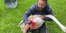 Blutüberströmt: Keiner wollte verletztem Schwan helfen