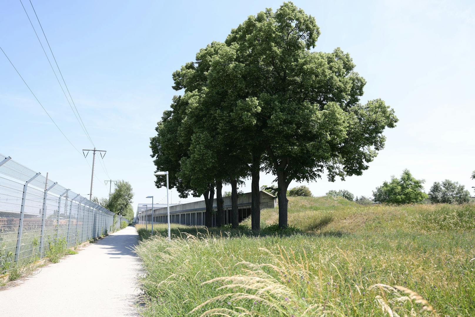 Mit der Umwandlung der Brachflächen in Blühwiesen und der Ansiedlung von Bienenvölkern leistet Peter Peternell einen großen Beitrag für die Artenvielfalt. Im Bild ist eine Wiese nahe der U-Bahn Station U1 Leopoldau zu sehen.