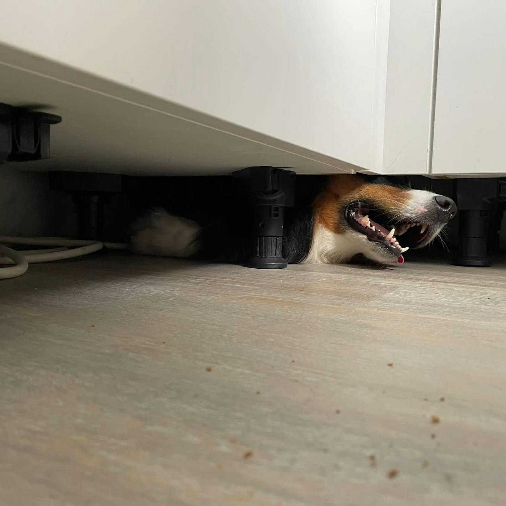 Weil es unter den Küchenschränken gut roch, robbte der Australian Shepherd "Paul" unter die Küchenzeile und blieb stecken. 
