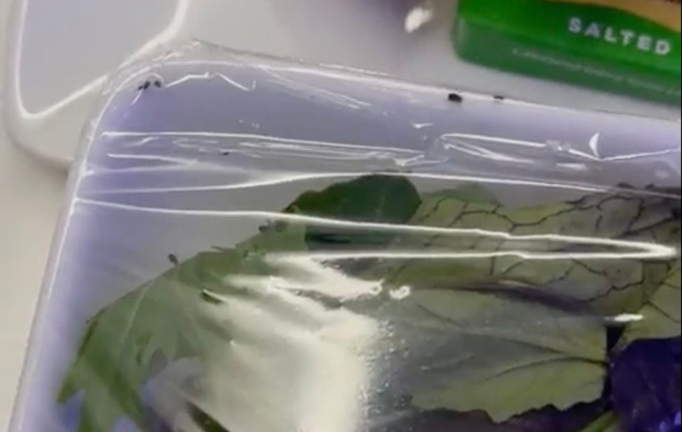 Hier kabbeln munter einige Käfer im Salat eines Flugpassagiers herum.