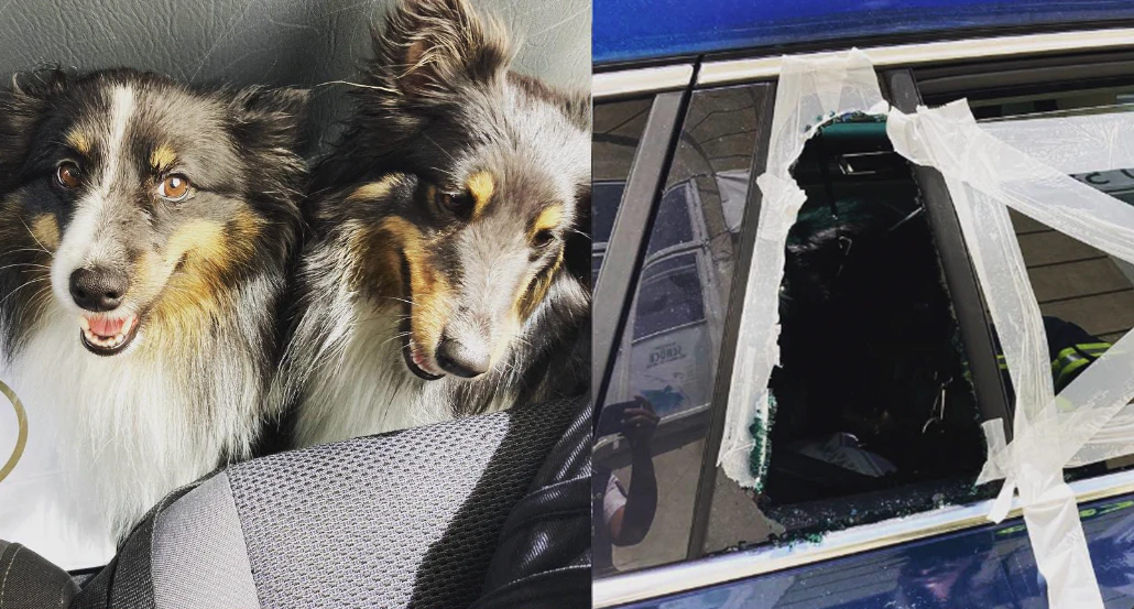 Feuerwehr rettet kleine Hunde aus 50 Grad heißem Auto