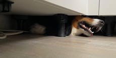 Hund steckte unter Küche fest – der Grund amüsiert