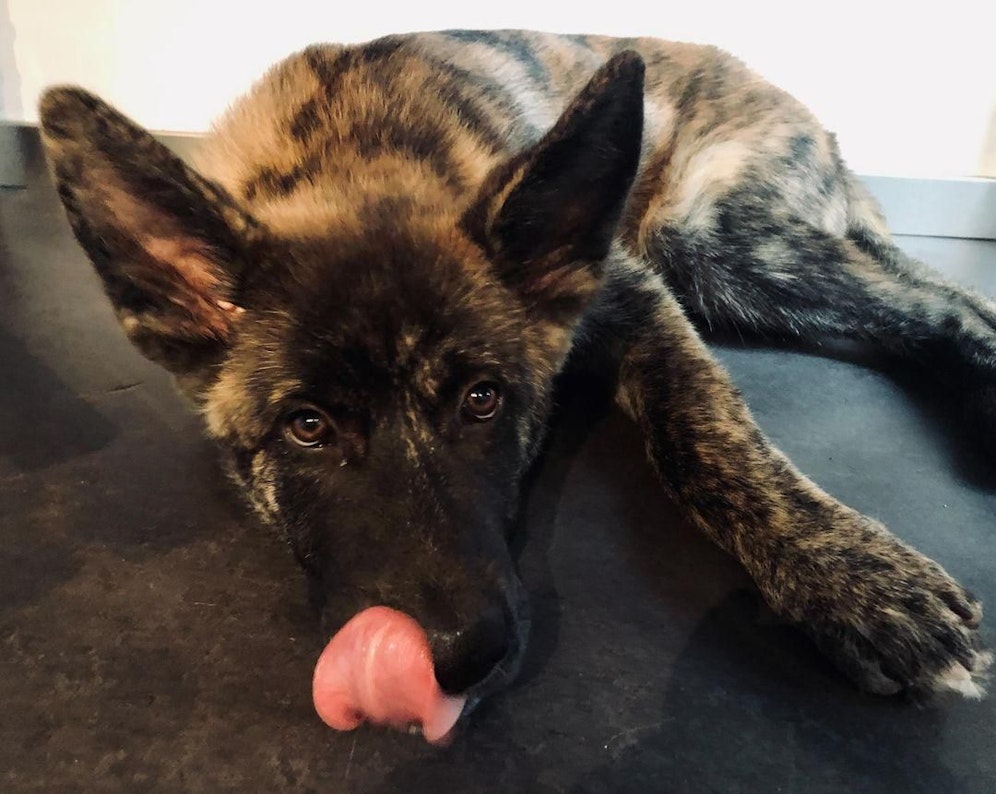 Der Vierbeiner Koba hätte ohne der Bluttransfusion nicht überlebt.