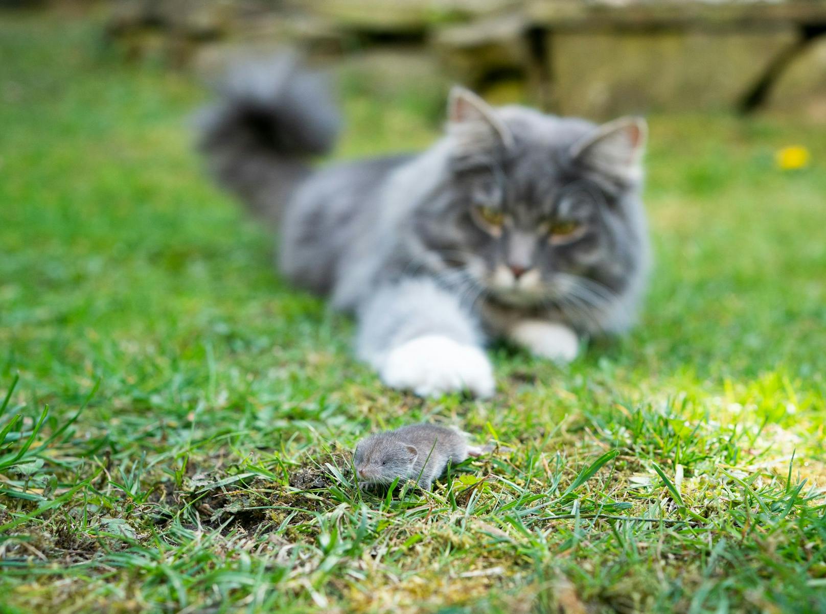 Es sei vorstellbar, dass andere Tiere wie Hauskatzen, die Mäuse jagen, ein Bindeglied in der Übertragungskette darstellen, heißt es seitens des Robert-Koch-Instituts.