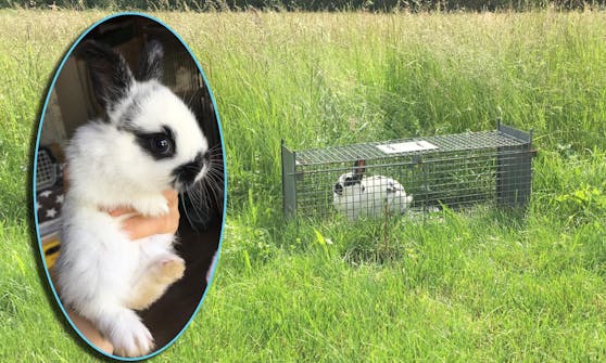 Gleich fünf entzückende Kaninchen wurden mitten in einer Siedlung im Bezirk Braunau (OÖ) ausgesetzt. 