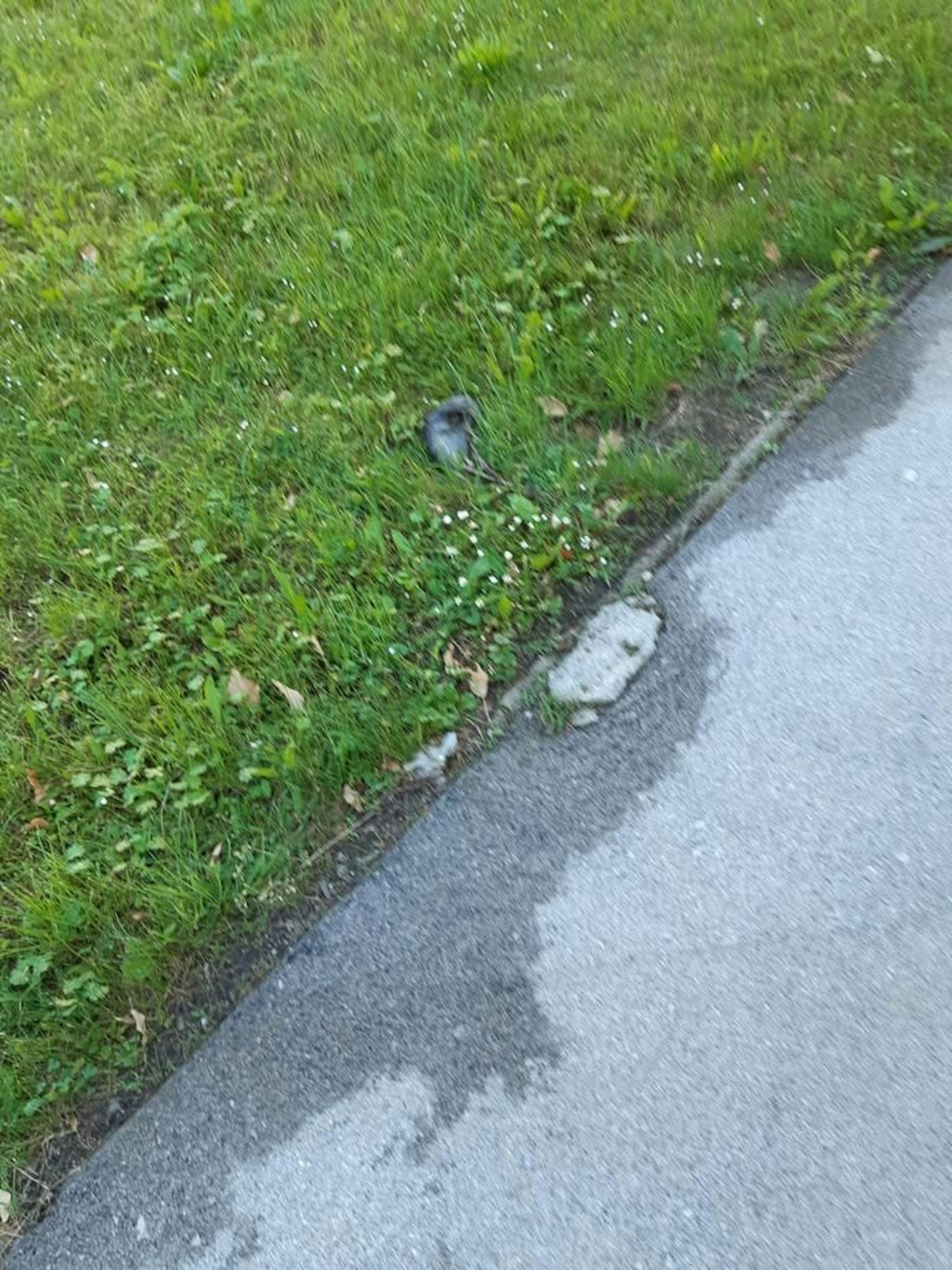 Tote Ratte im Gemeindebau in Tulln.