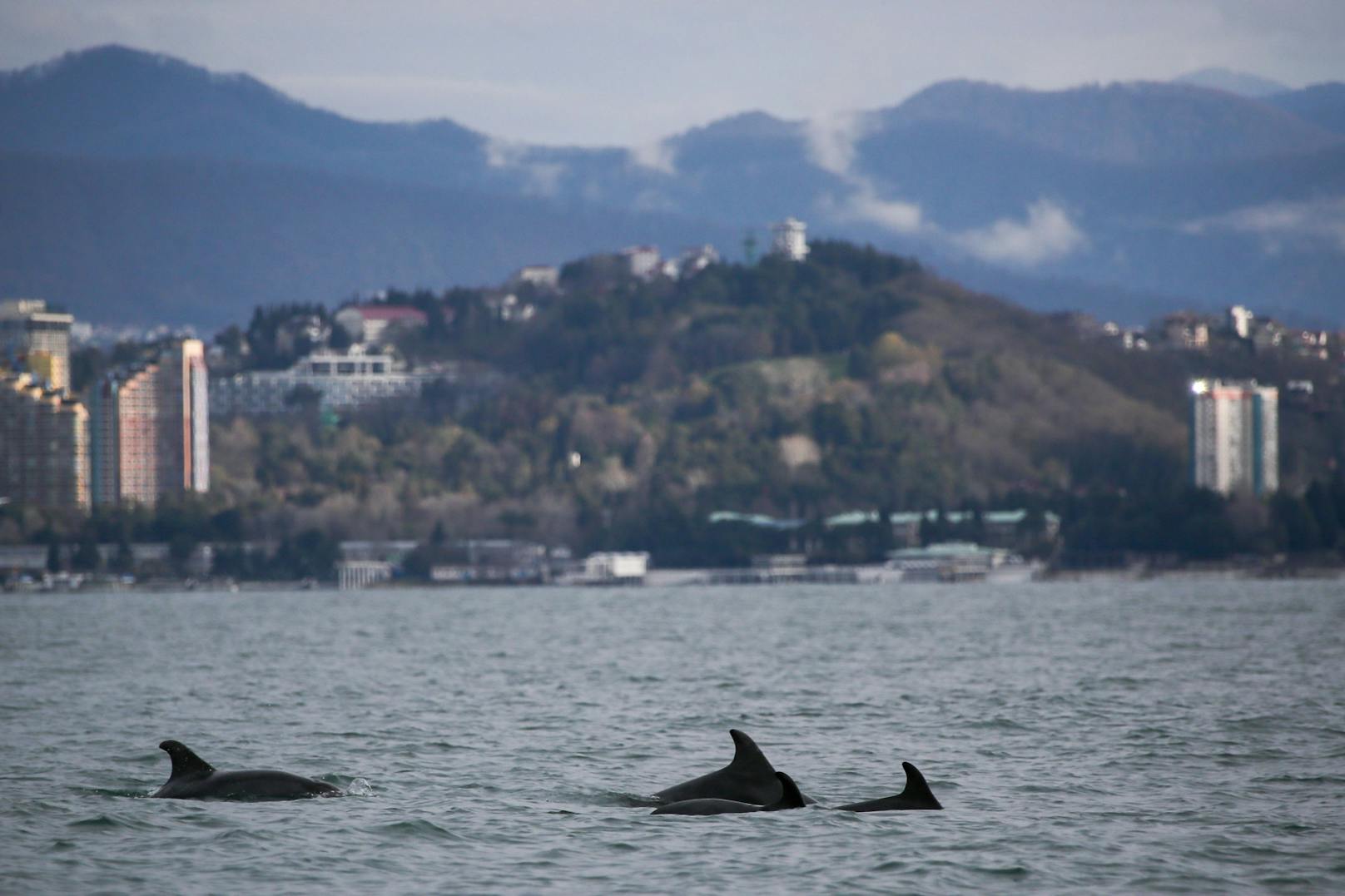 Delfine schwimmen vor der Schwarzmeerküste.