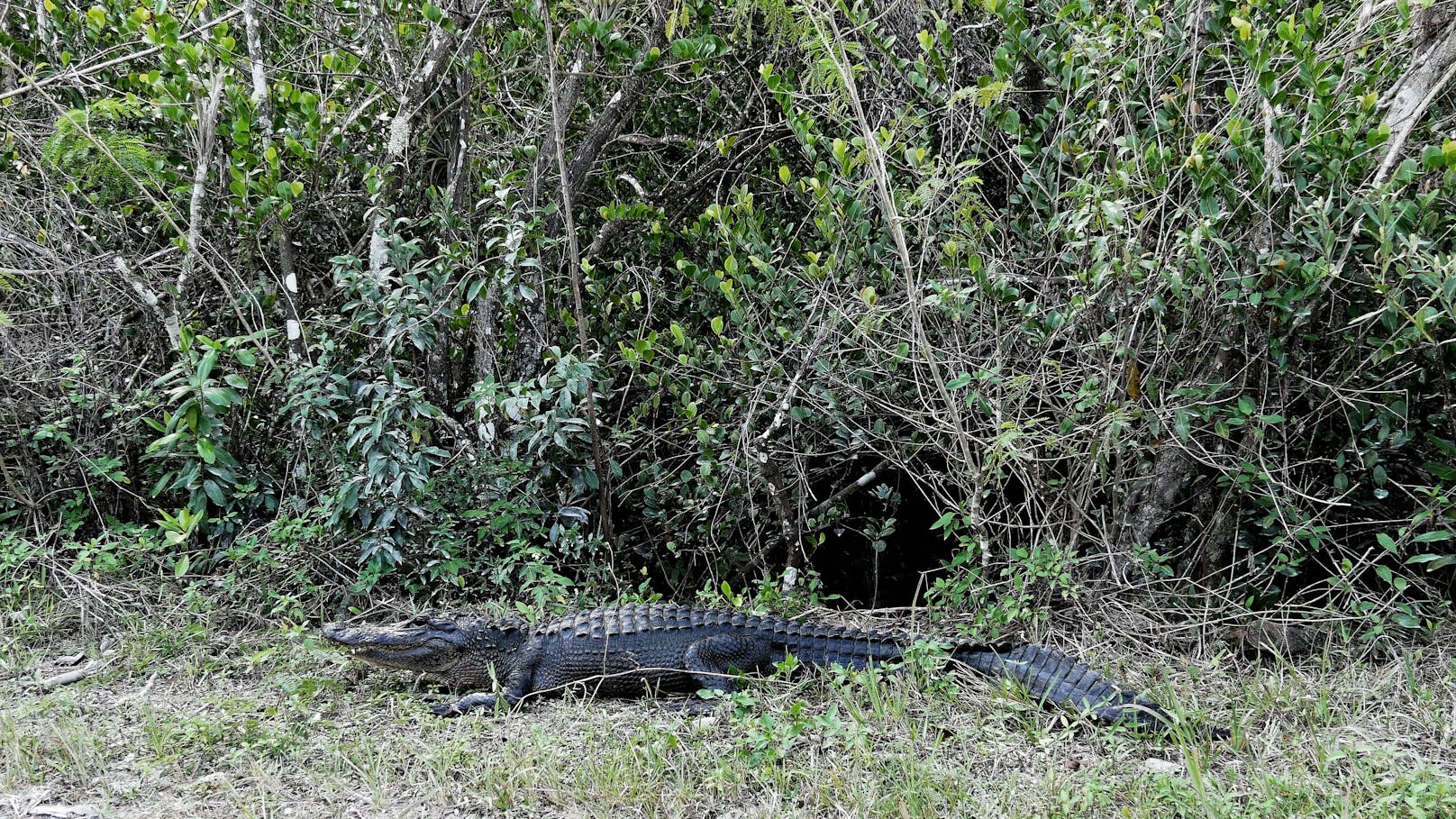 Ein Mann aus Florida dachte, ein Alligator im Gebüsch sei ein angebundener Hund. 