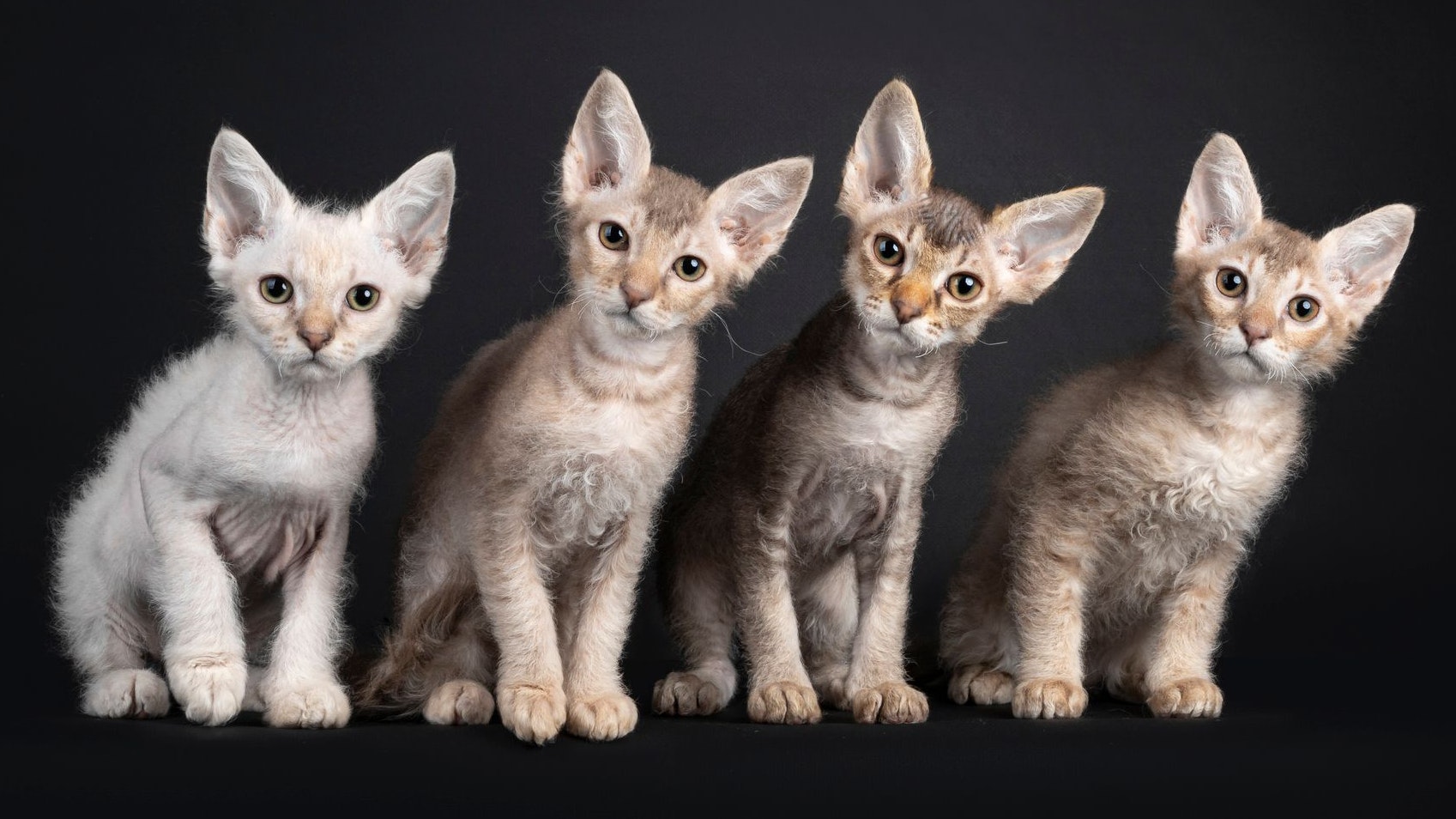 Durch einen Zufall kam auf einem Bauernhof in Oregon (USA) die erste "LaPerm" zur Welt. 