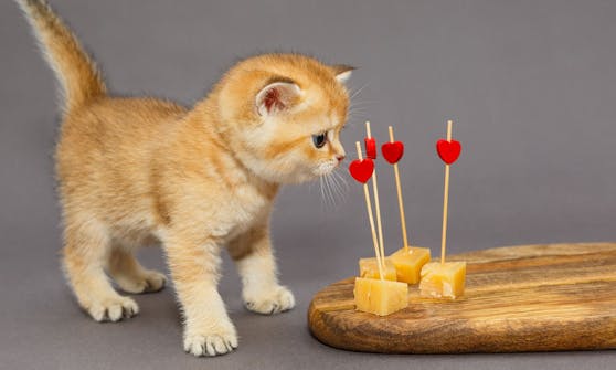 Ist Käse wirklich ein gesunder Snack für Katzen? 