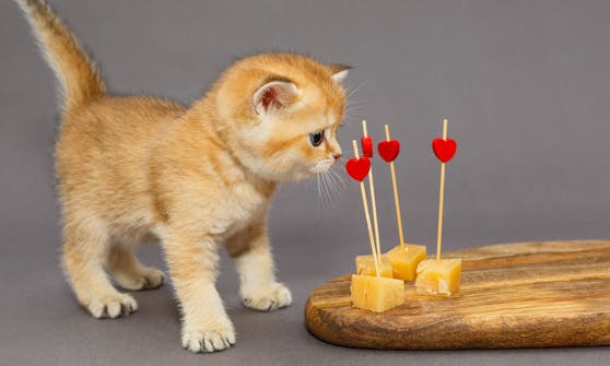 Ist Käse wirklich ein gesunder Snack für Katzen?