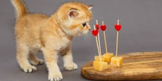 Beliebter Snack – dürfen Katzen überhaupt Käse fressen?