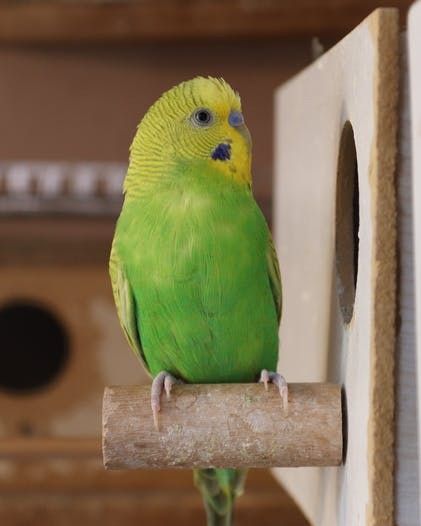 Die 79-Jährige vermisst ihren Wellensittich sehr.