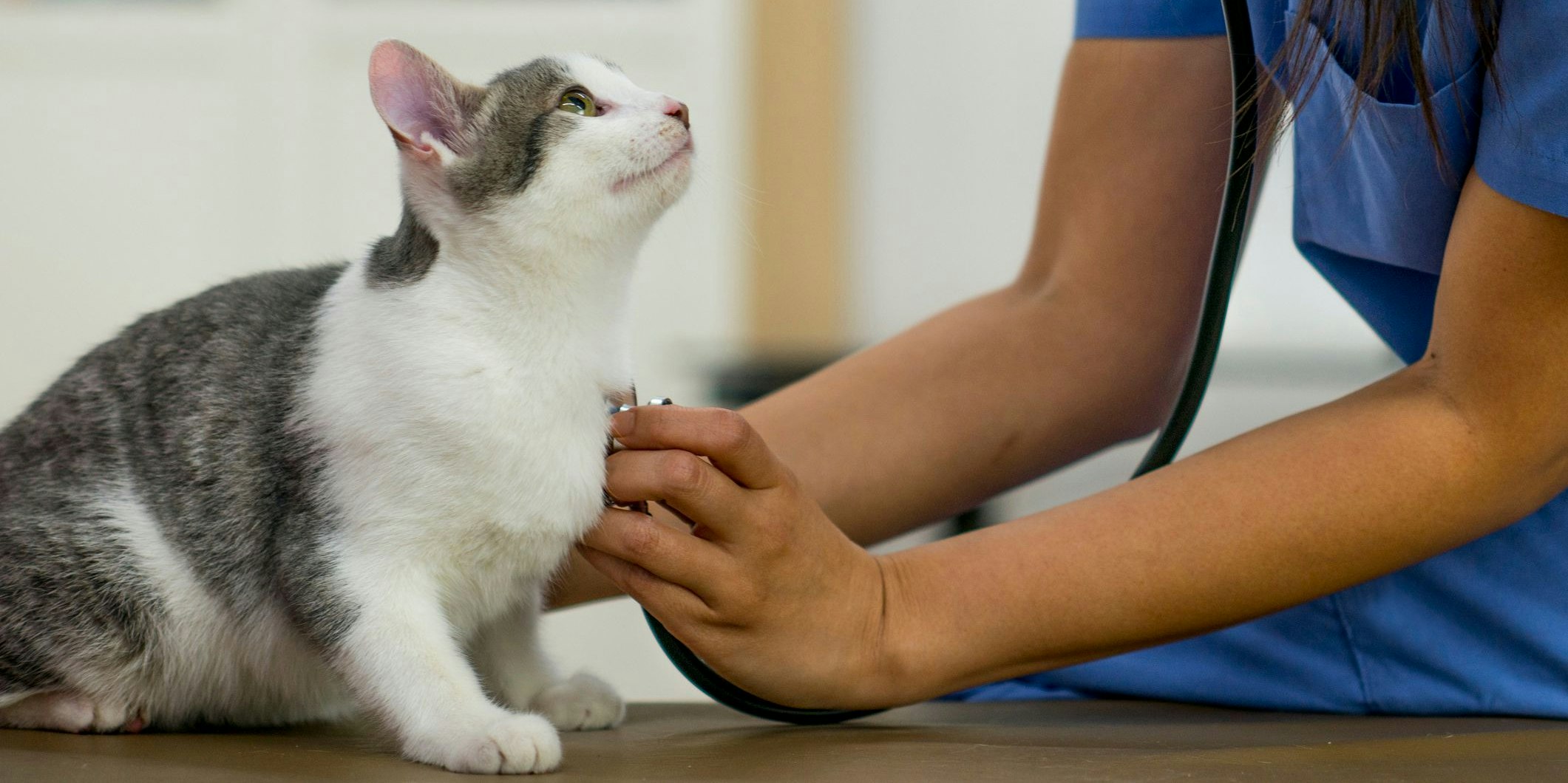 Kurioser Vorfall: Eine Katze steckte die Tierärztin mit Corona an. (Symbolbild)