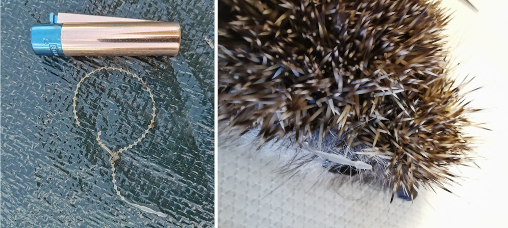 Das Plastikbändchen war um Hals und Schulter des Igels gewickelt, schnürte immer mehr ein.