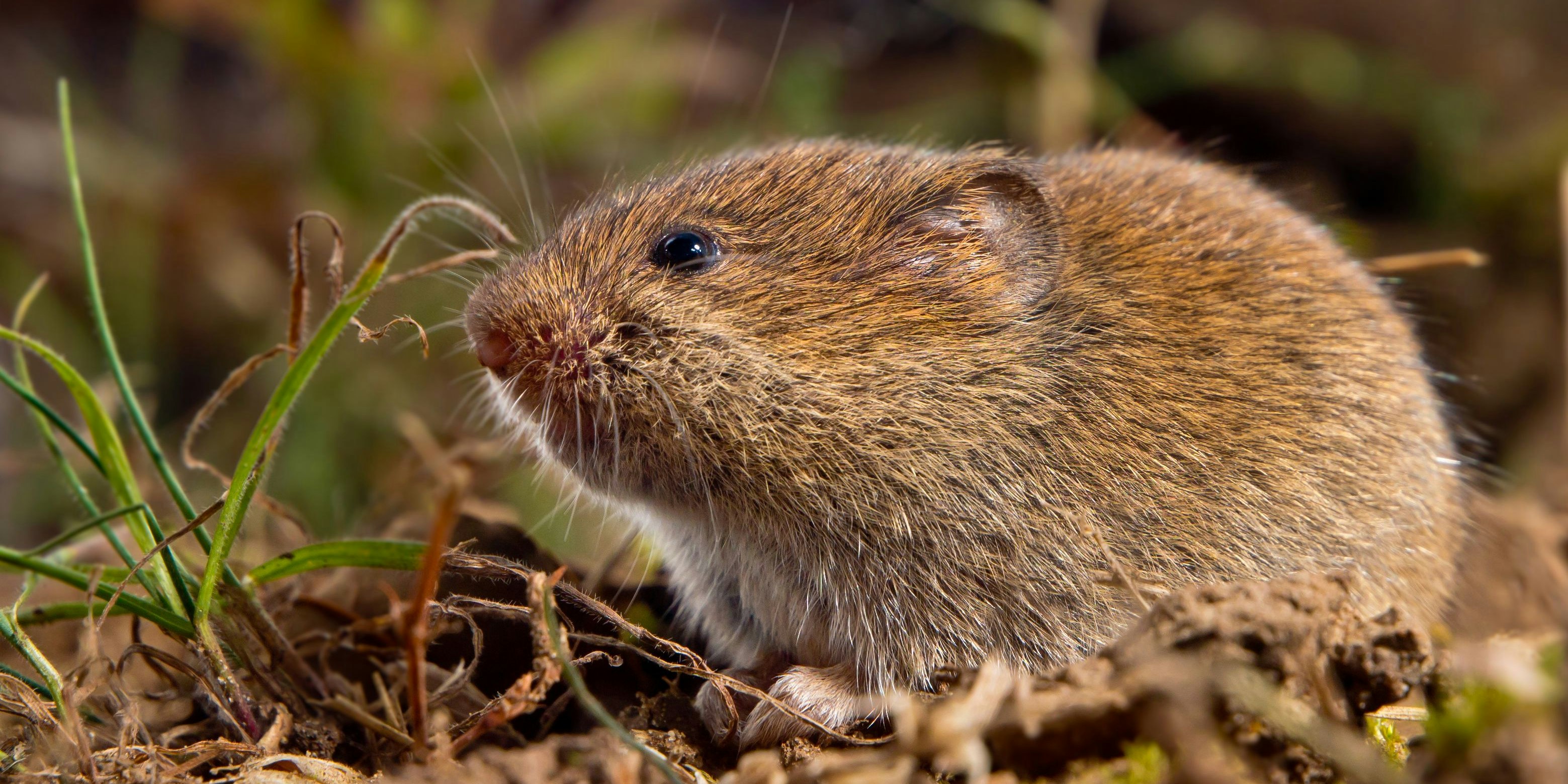 Weil sich offenbar doch keine Wühlmaus in die Falle verirrte, wurden zwei Kärntner teils schwer verletzt. (Symbolbild)