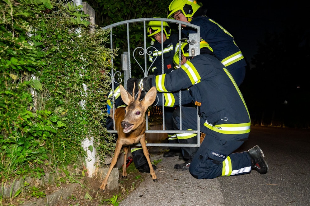 Der Rehbock konnte sich aus eigener Kraft nicht befreien.