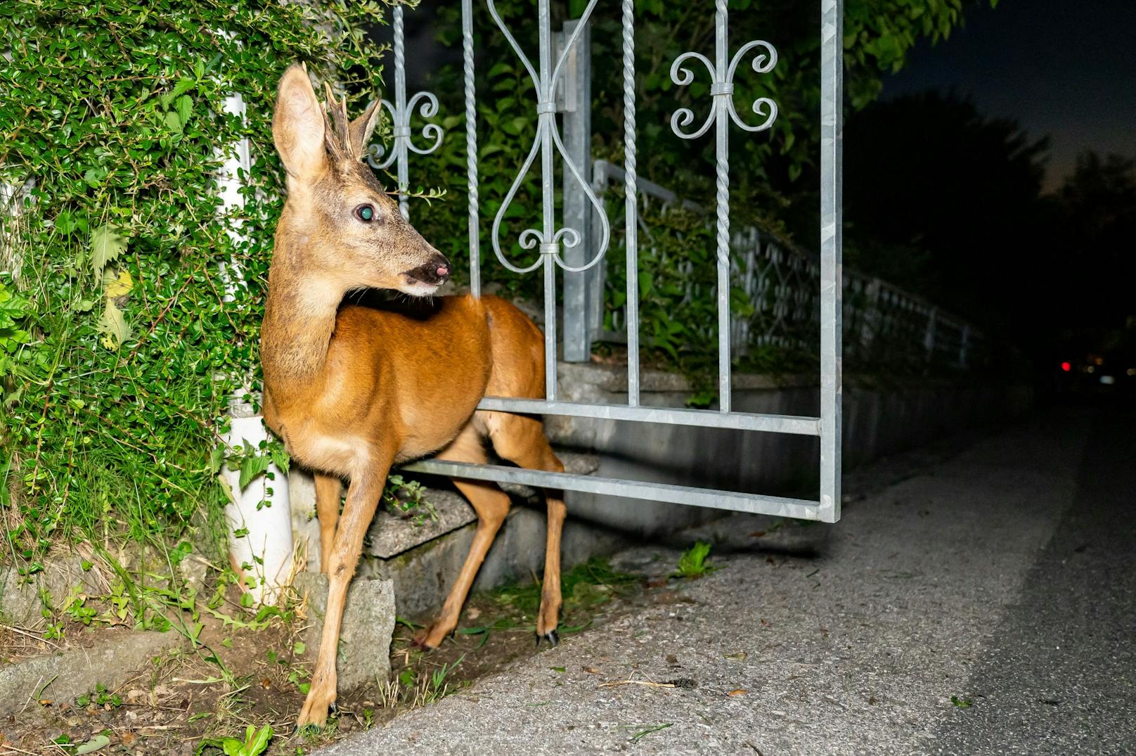 Nach seiner Rettung sprang der Rehbock zurück in die Freiheit.