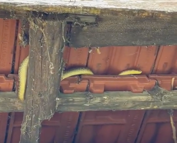 Diese Äskulapnatter fand ORF-Moderator Dieter Bornemann unter einem Dach.