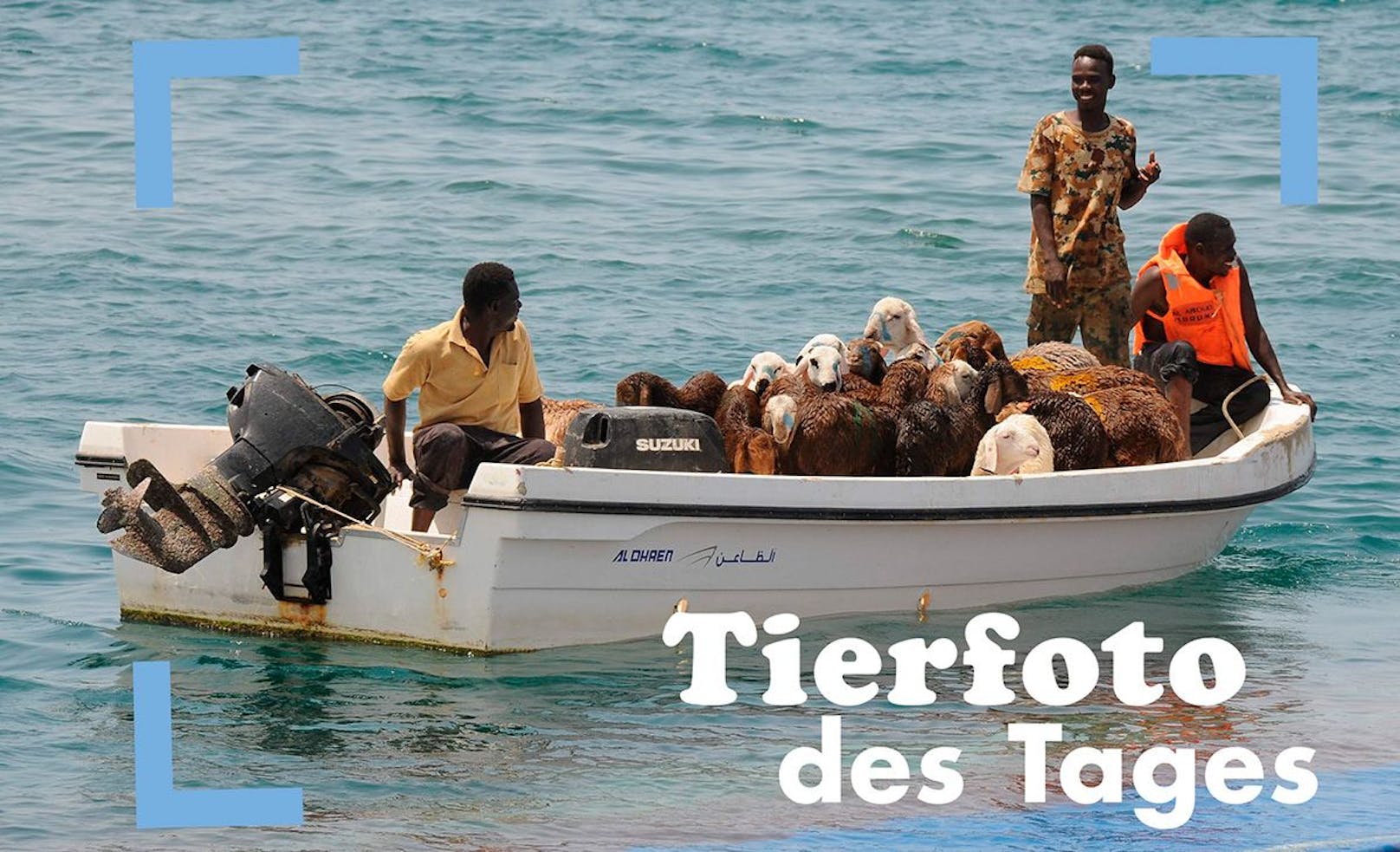 Sie haben überlebt! Kurz nach Auslaufen aus dem sudanesischen Hafen Suakin am Roten Meer ging das vollkommen überladene Schiff am Samstagabend 16.000 Schafen unter. Der Laderaum war laut Medienberichten nur für 8.000 Tiere zugelassen. Die Besatzung konnte gerettet werden, die meisten Tiere ertranken qualvoll.