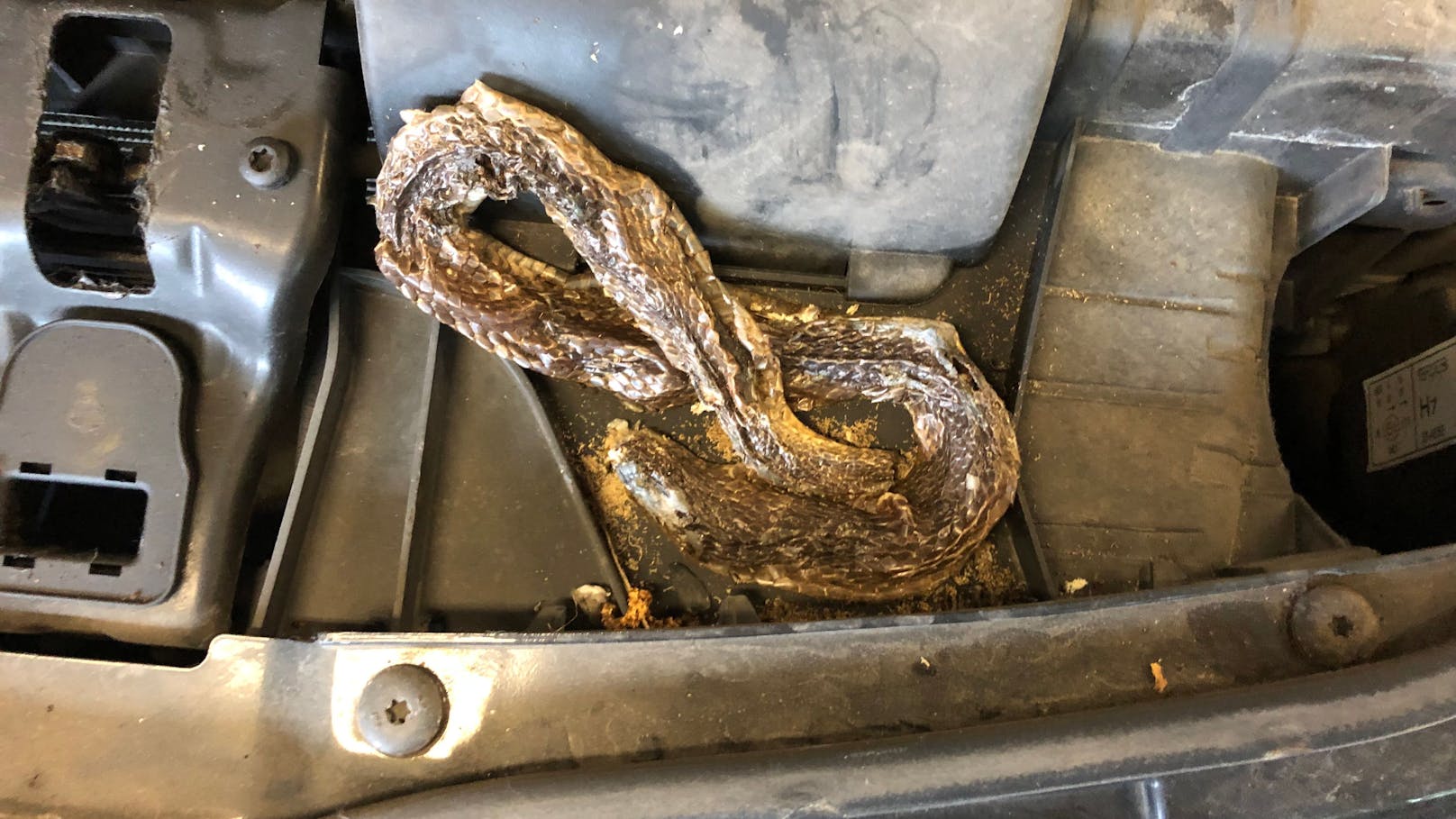 Mechaniker fand tote Schlange im Motorraum