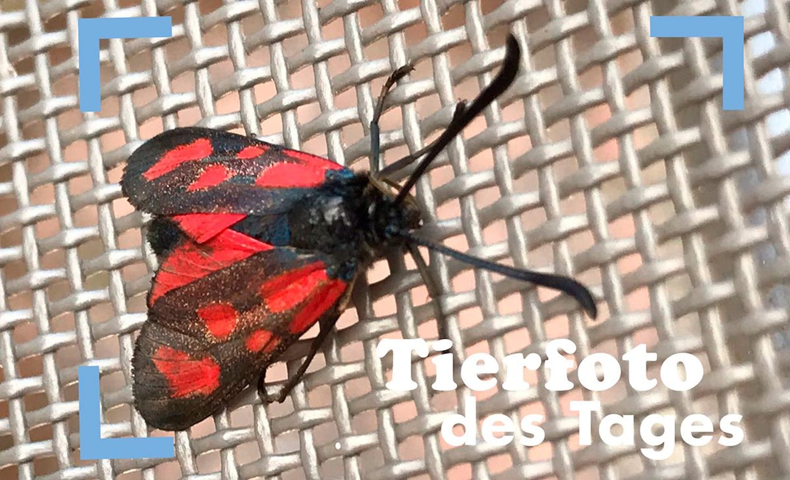 Schmetterling vom Aussterben bedroht! Das Veränderliches Rotwidderchen ist mit einer Flügelspannweite von 30 Millimetern zwar klein, aber definitiv nicht unscheinbar. Dennoch befindet sich das Insekt auf der roten Liste.