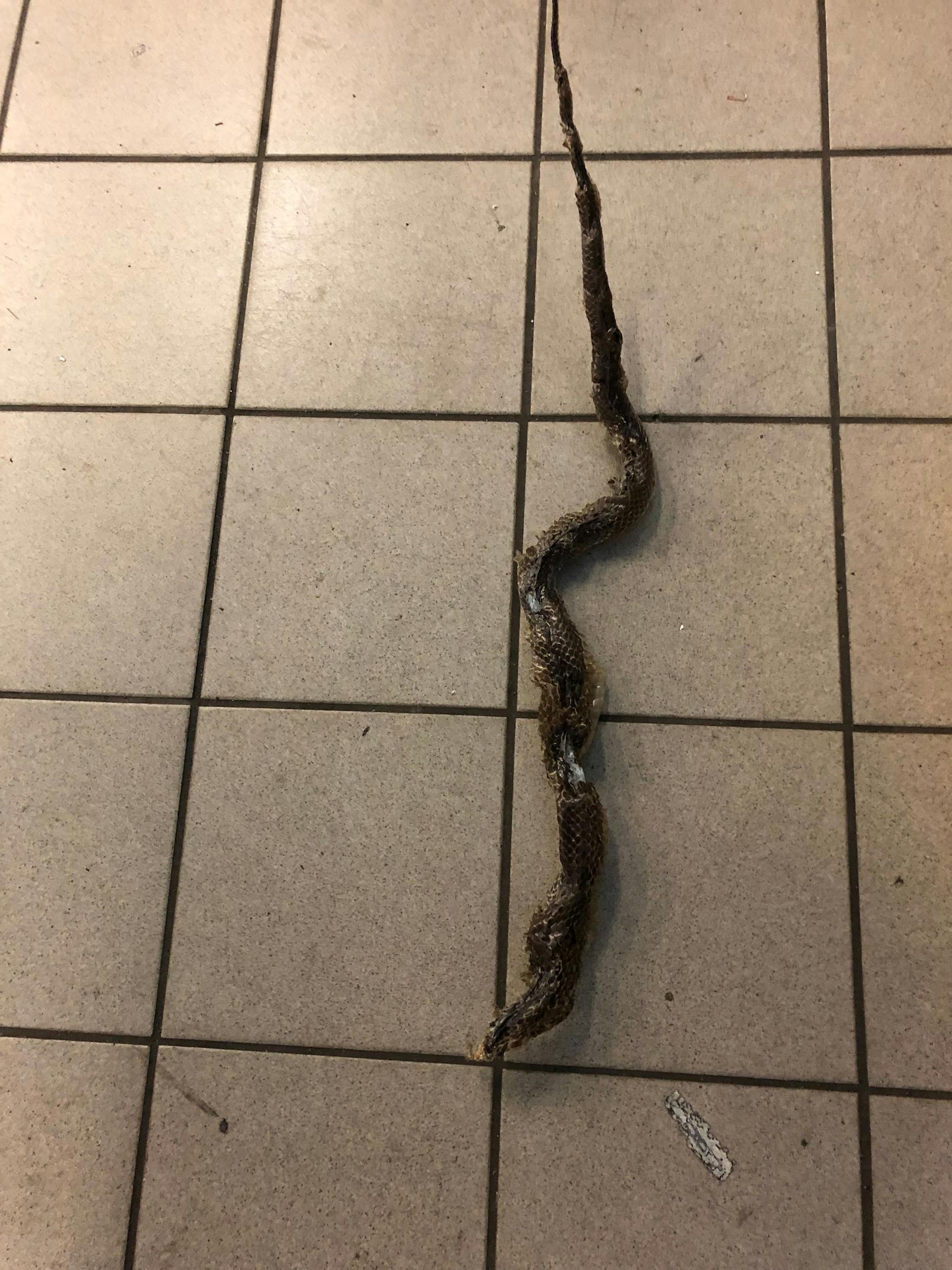 Entdeckt wurde das tote Reptil bei einer Auto-Überprüfung an einem ÖAMTC-Stützpunkt in Wien. 