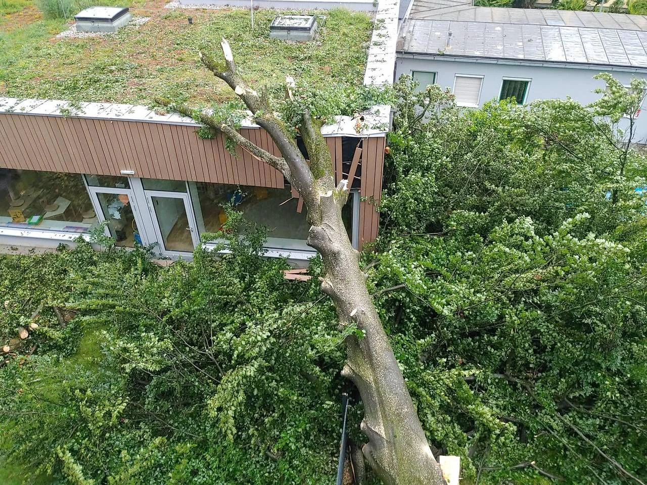 20 Tonnen schwerer Baum stürzte auf Volksschule