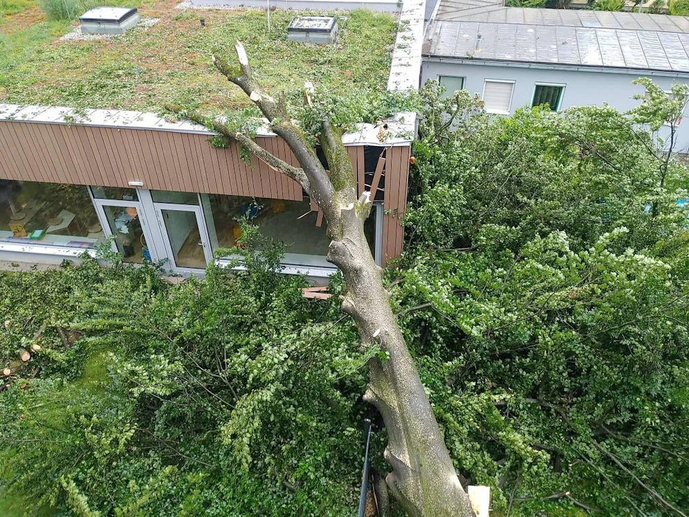 Die Buche fiel auf die Bibliothek der Schule in Parsch (Sbg.)