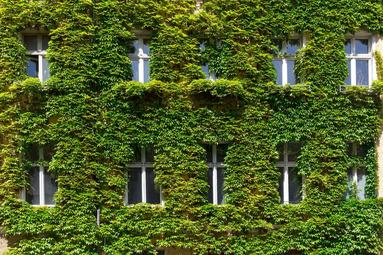In Zeiten der Klimaerwärmung kommt der Fassadenbegrünung wesentliche Bedeutung zur Stadtkühlung zu.