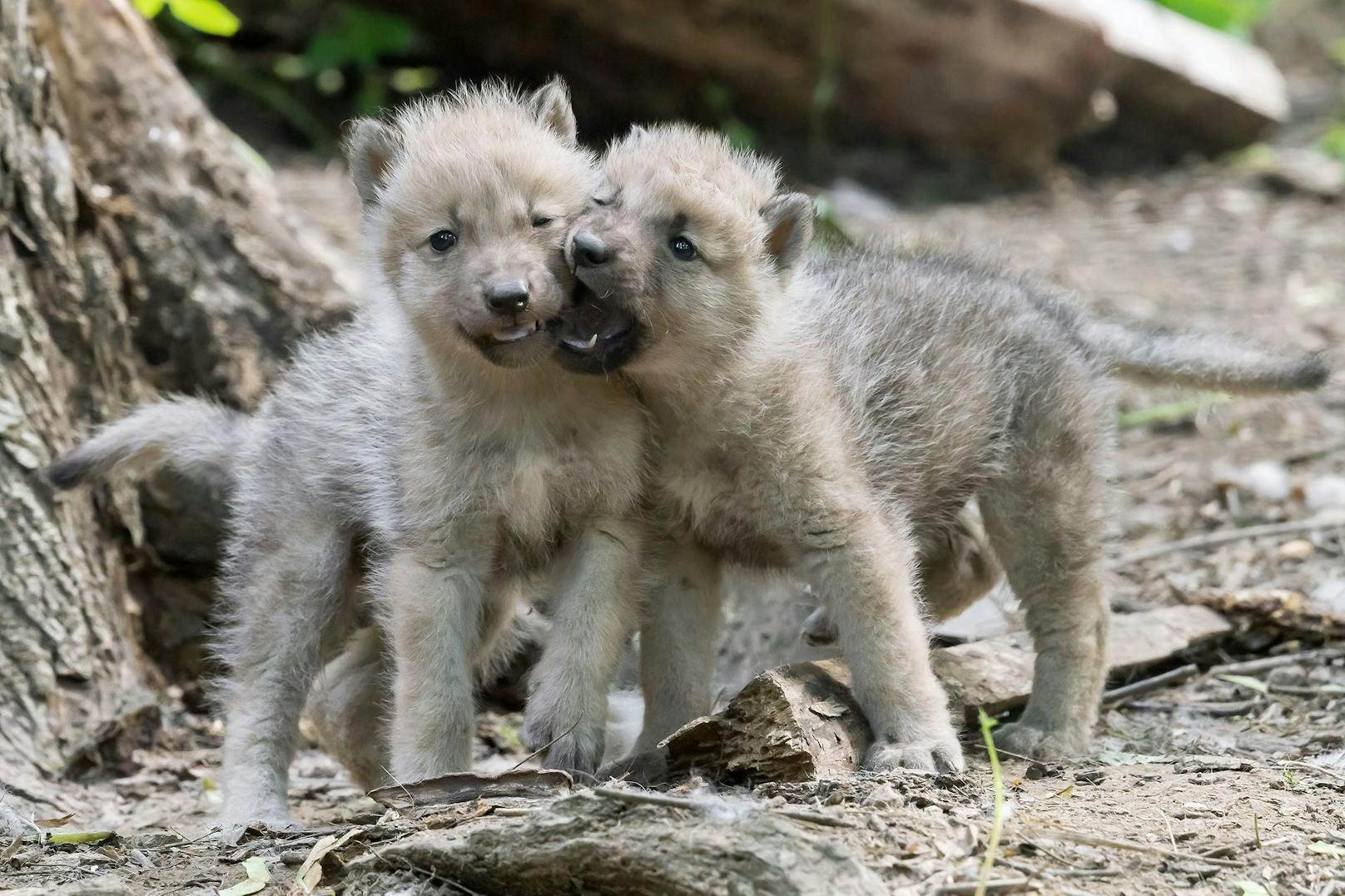 Etwa drei Monate lang werden Wolfswelpen gesäugt. Nach und nach beginnen sie auch Fleisch zu fressen.