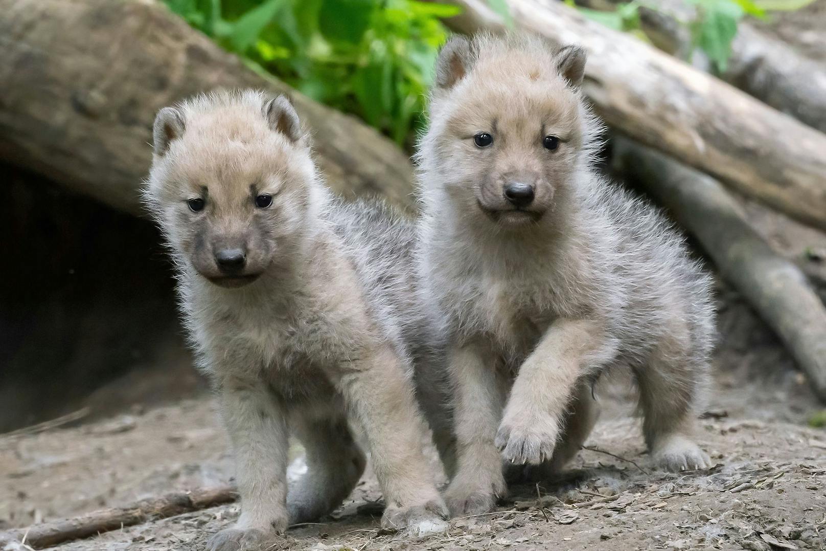 Das Rudel besteht jetzt aus der Mutter der vier Welpen, dem Nachwuchs und zwei männlichen Wölfen – macht sieben Tiere, die die Besucher zum Staunen bringen.