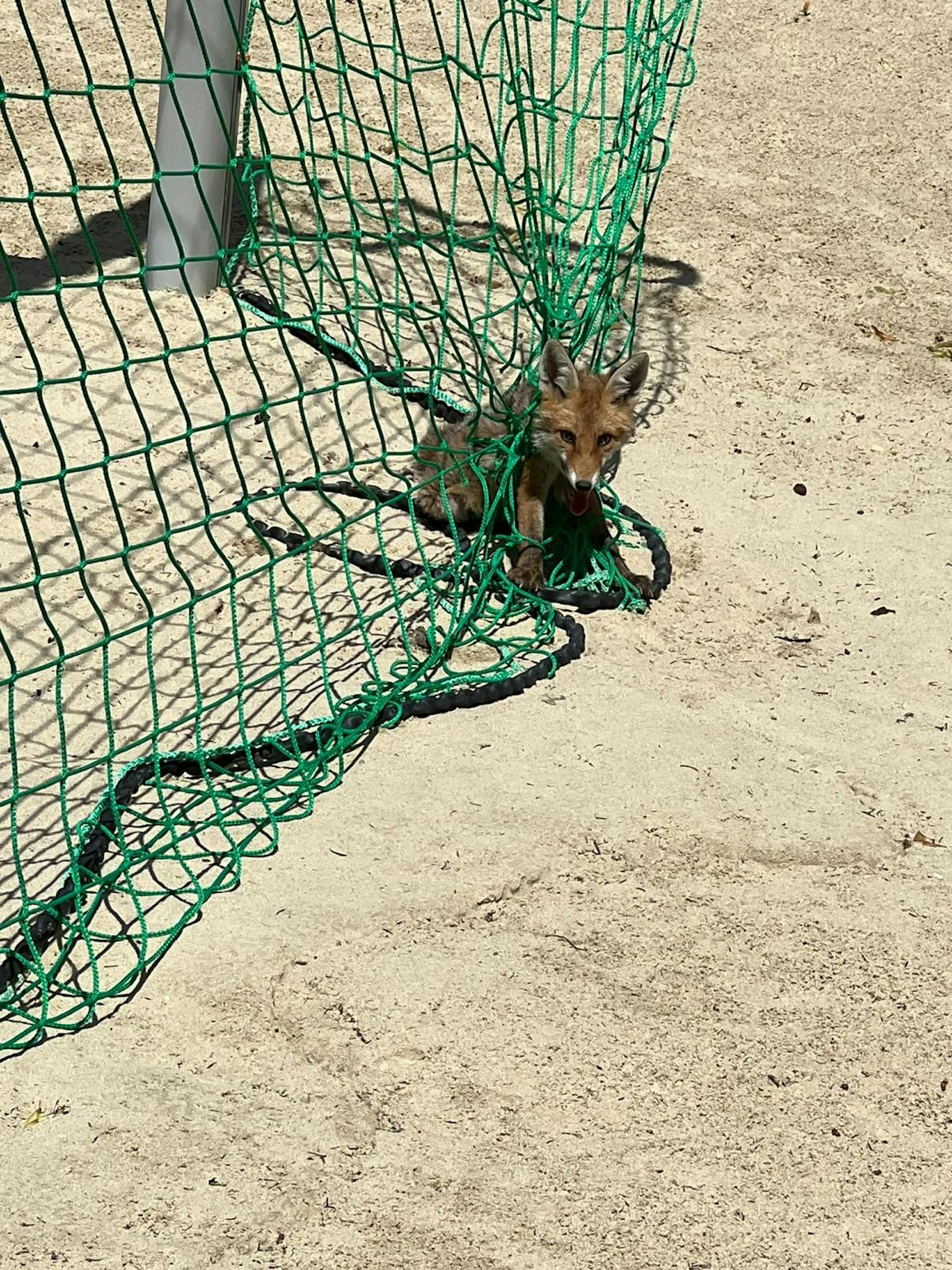 Einsam und hilflos: der Baby-Fuchs am Beachsoccer-Platz