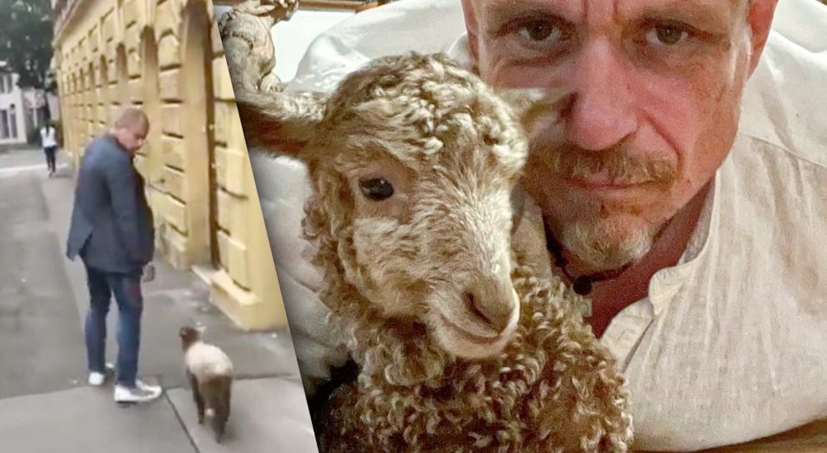 "Austria for Life"-Organisator Gery Keszler führt sein Schaf "Steffi" in Wien aus (li.). Für das Lamm wird er zum Mama-Ersatz.