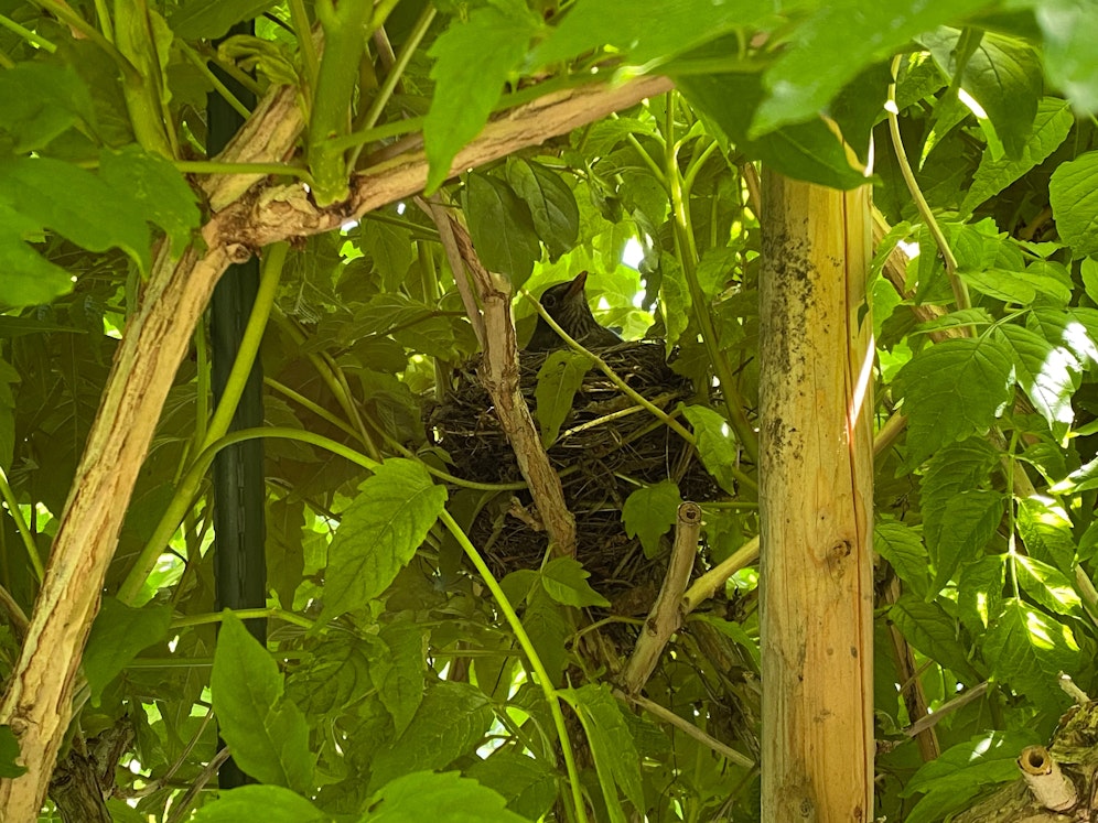 Hier ist eine Amsel und ihr Nest samt Ei gerade noch der Heckenschere entgangen.