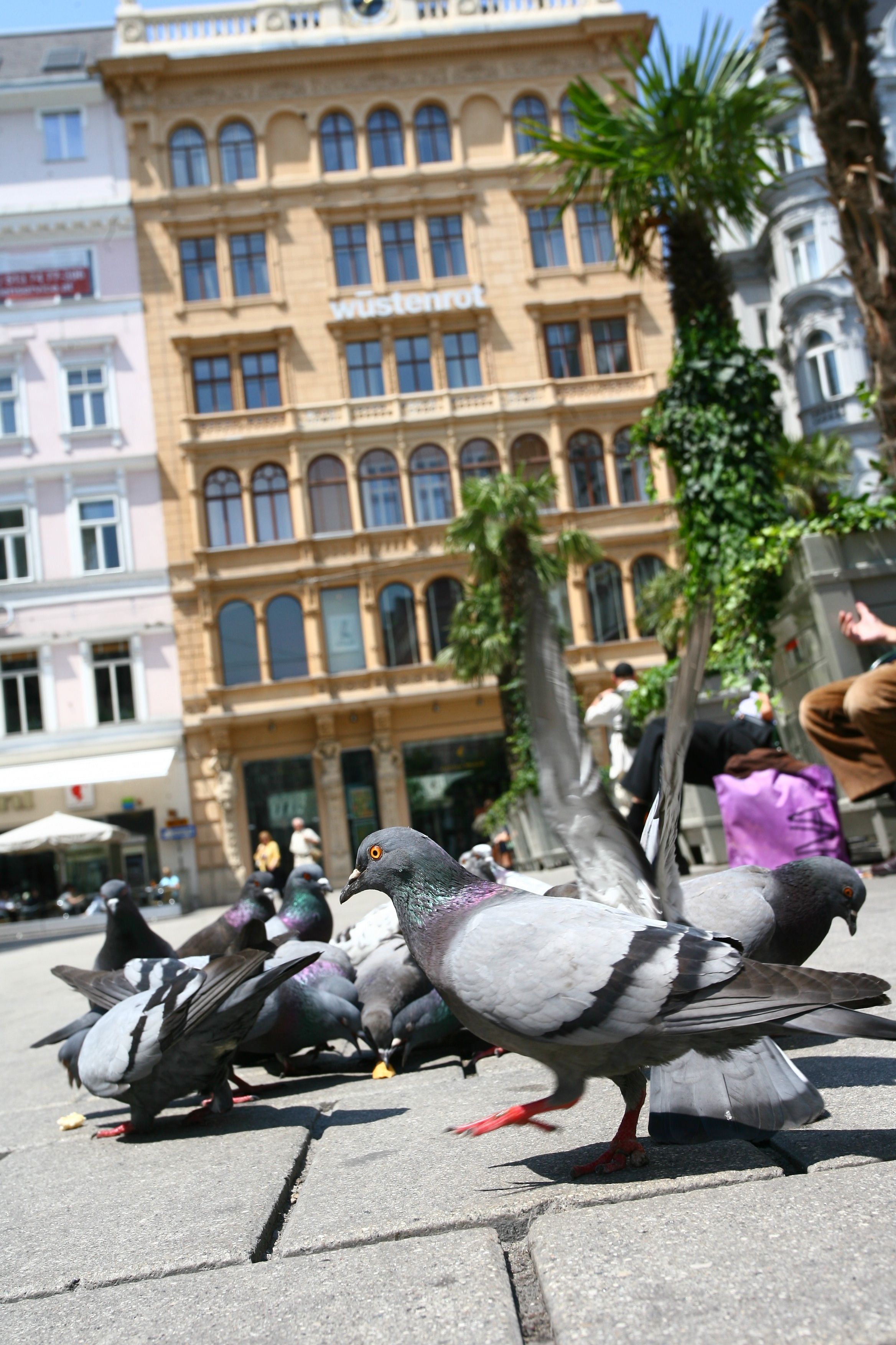 Tauben in der Wiener City.